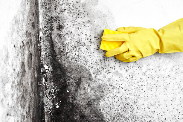 Best Local Mold Removal Service  in Paris, IL
