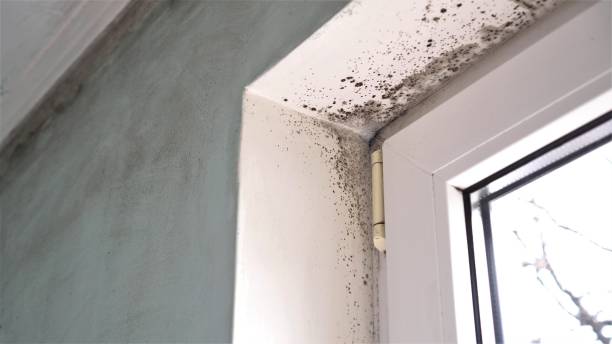 Best Attic Mold Removal  in Paris, IL