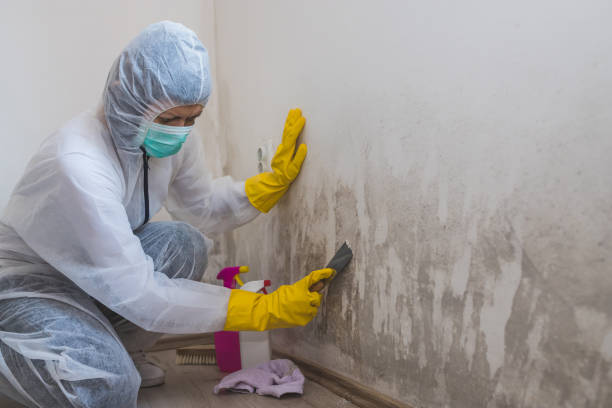 Paris, IL Mold Removal Company