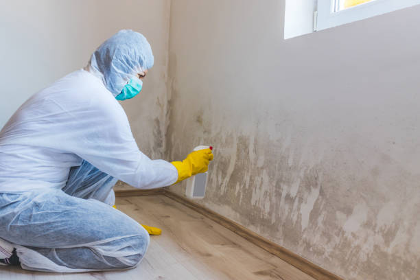 Best Commercial Mold Removal  in Paris, IL