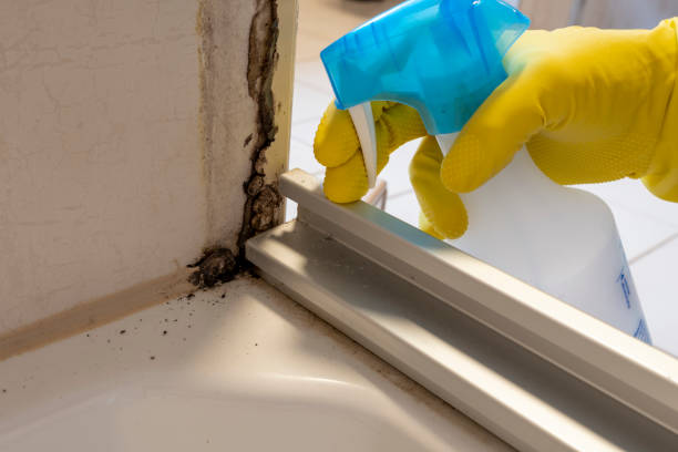 Best Certified Mold Removal  in Paris, IL