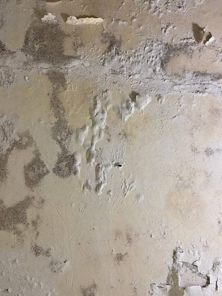 Best Office Mold Removal Services  in Paris, IL