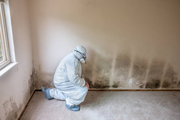 Best Mold Remediation  in Paris, IL