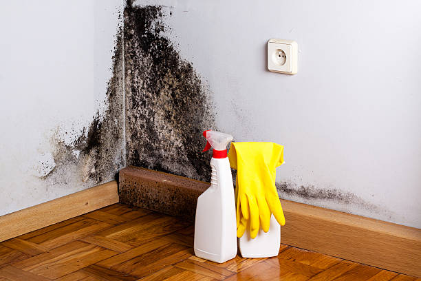 Best Black Mold Removal  in Paris, IL