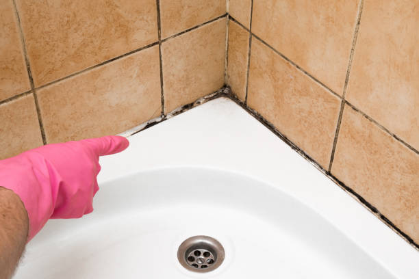  Paris, IL Mold Removal Pros