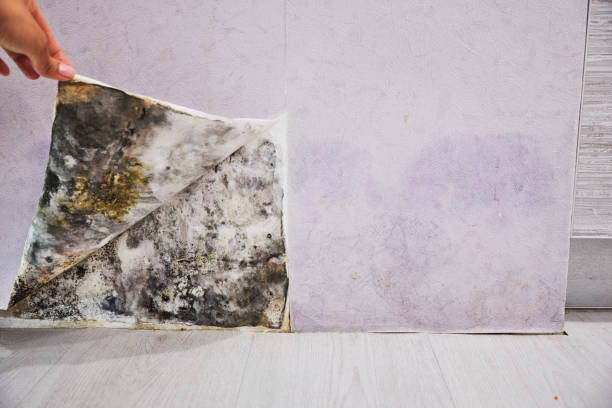 Best Mold Testing and Removal  in Paris, IL